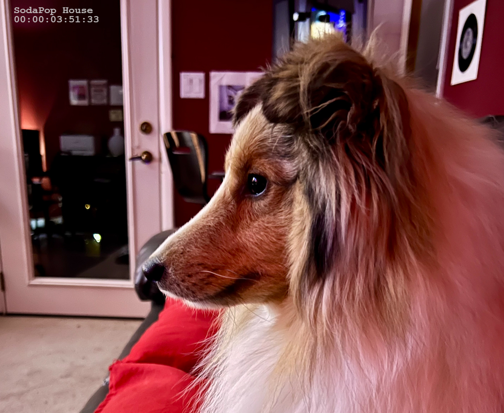 Two of the very best ears at SodaPop House studios. Here Tucker is sitting on the counch in the main control room facing an array of studios screens and monitors. Ever alert. Ever attentive.